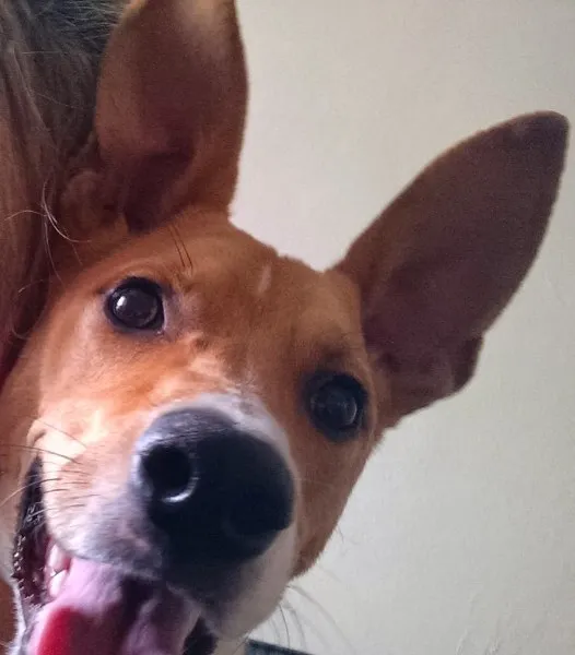 Cachorro ra a SRD idade 1 ano nome Bonito