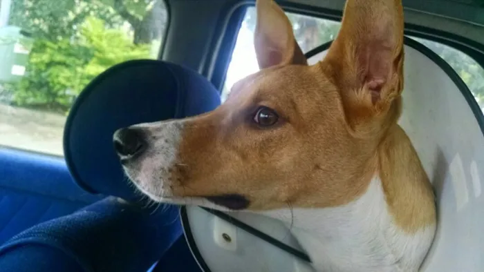 Cachorro ra a SRD idade 1 ano nome Bonito