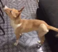 Bonito