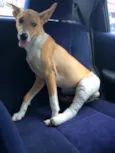 Bonito