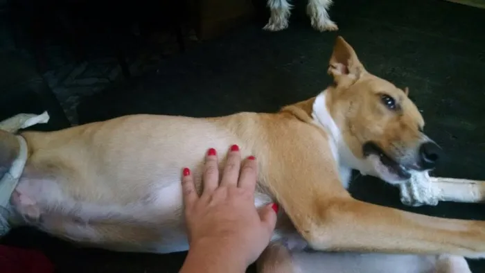 Cachorro ra a SRD idade 1 ano nome Bonito