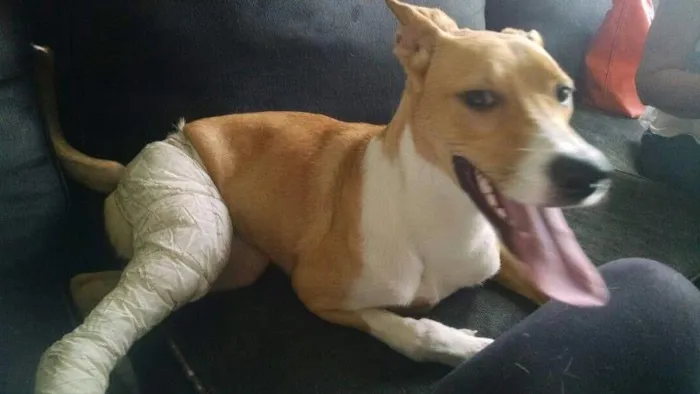 Cachorro ra a SRD idade 1 ano nome Bonito