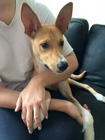 Cachorro ra a SRD idade 1 ano nome Bonito