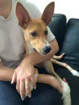 Bonito