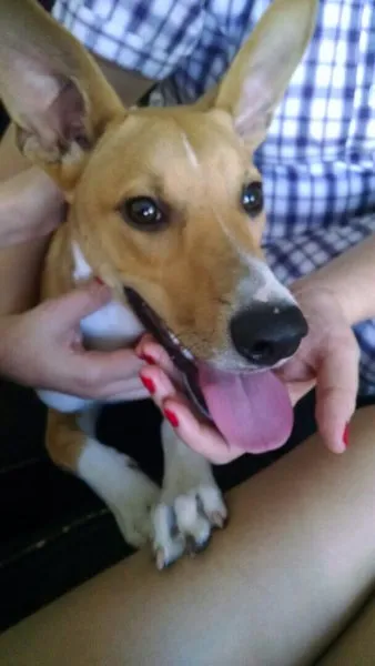 Cachorro ra a SRD idade 1 ano nome Bonito