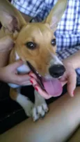 Bonito