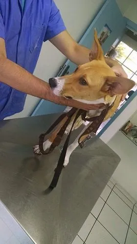 Cachorro ra a SRD idade 1 ano nome Bonito