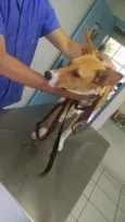 Bonito