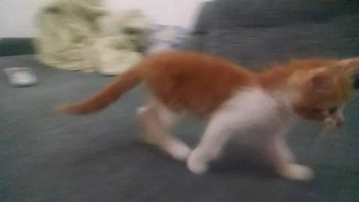 Gato ra a SRD idade 2 a 6 meses nome Fujão