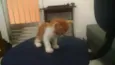 Fujão