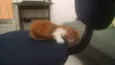 Fujão