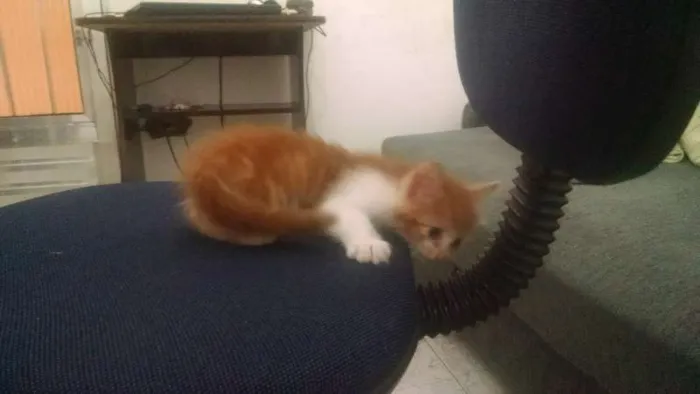 Gato ra a SRD idade 2 a 6 meses nome Fujão