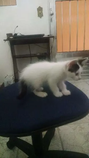 Gato ra a SRD idade 2 a 6 meses nome branquinha 