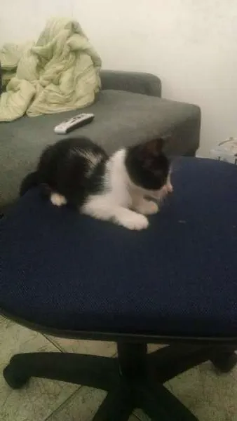 Gato ra a Srd idade 2 a 6 meses nome muzinha