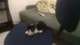 muzinha