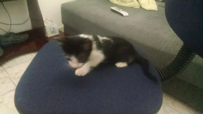 Gato ra a Srd idade 2 a 6 meses nome muzinha