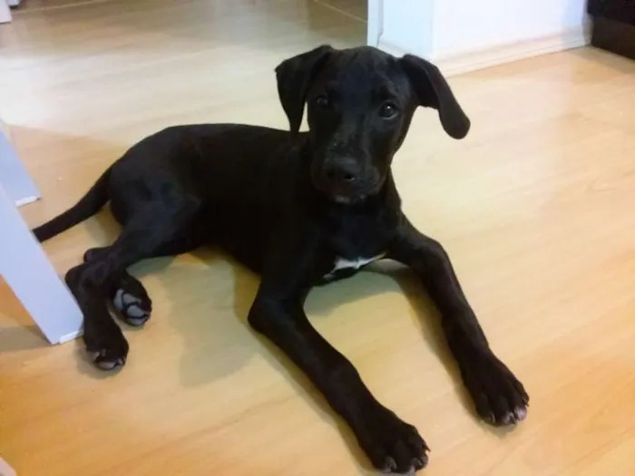 Cachorro raça Labrador idade 2 a 6 meses nome Nao sei