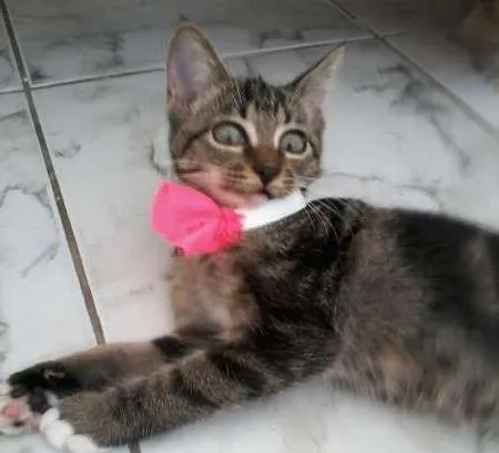 Gato ra a SRD idade 2 a 6 meses nome Nina