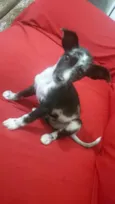 Pretinha