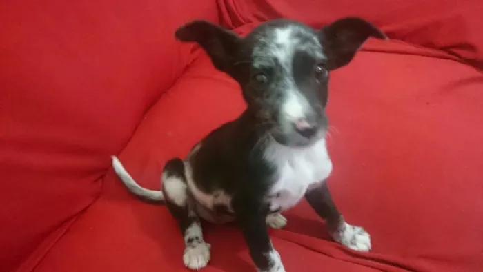 Cachorro ra a SRD idade 2 a 6 meses nome Pretinha