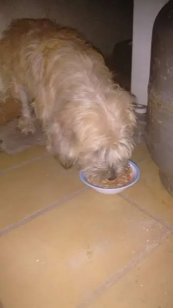 Cachorro ra a S/D idade  nome Sem nome