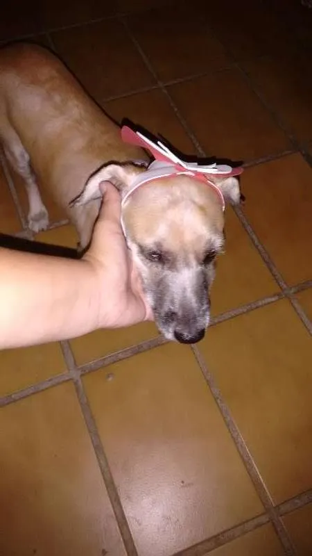 Cachorro ra a S/D idade  nome Sem nome