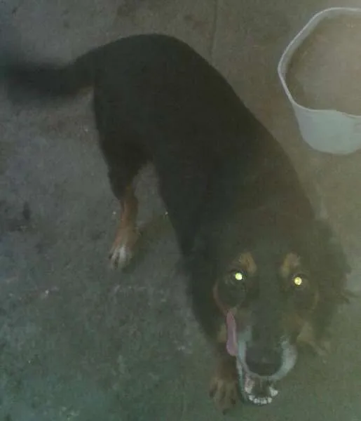 Cachorro ra a  Não Definida idade 3 anos nome Lesse Maria