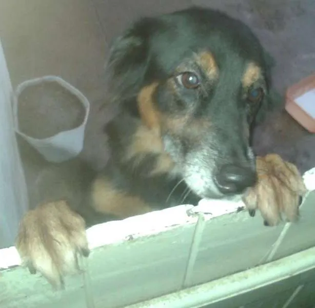Cachorro ra a  Não Definida idade 3 anos nome Lesse Maria