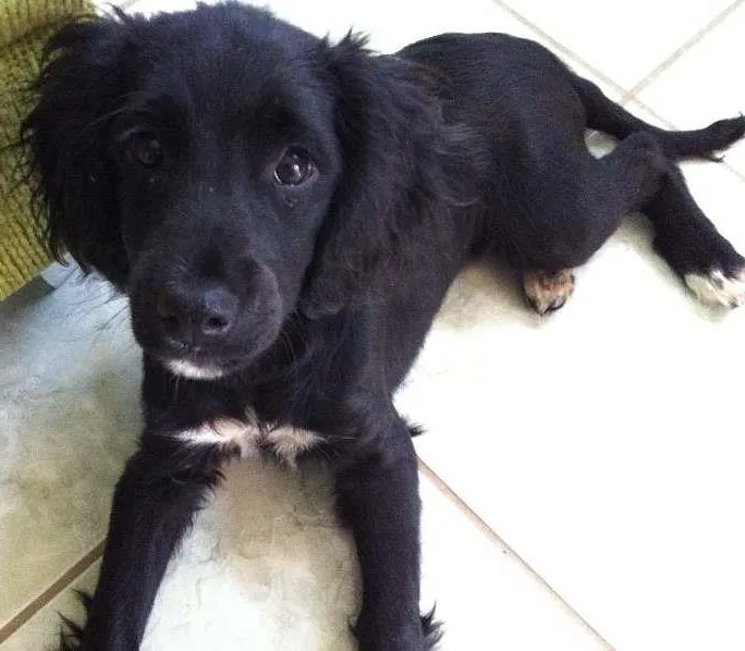 Cachorro ra a SRV idade 2 anos nome Jully