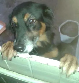 Cachorro raça  Não Definida idade 3 anos nome Lesse Maria