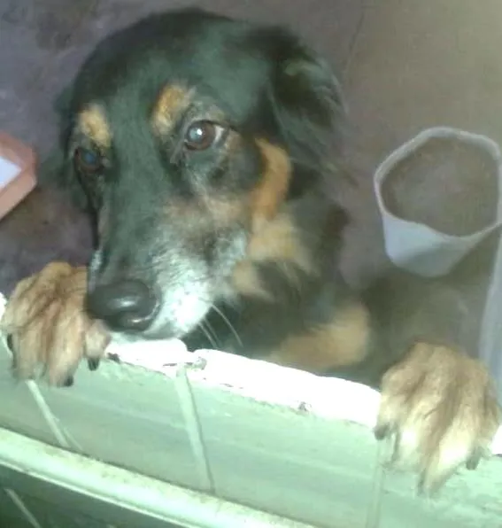Cachorro ra a  Não Definida idade 3 anos nome Lesse Maria