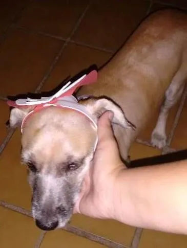 Cachorro ra a S/D idade  nome Sem nome