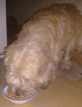 Cachorro ra a S/D idade  nome Sem nome