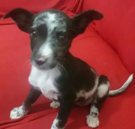 Cachorro ra a SRD idade 2 a 6 meses nome Pretinha