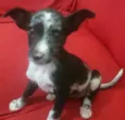 Pretinha