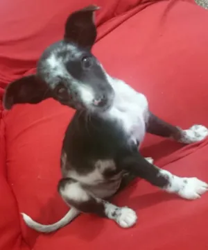 Cachorro raça SRD idade 2 a 6 meses nome Pretinha