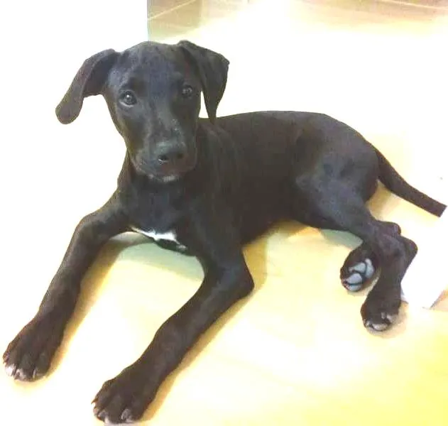 Cachorro raça Labrador idade 2 a 6 meses nome Nao sei