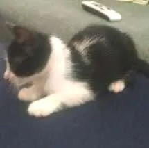 Gato raça Srd idade 2 a 6 meses nome muzinha