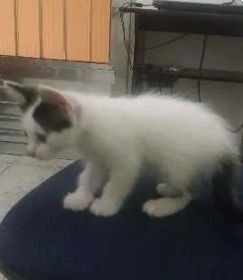 Gato ra a SRD idade 2 a 6 meses nome branquinha 