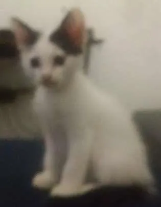 Gato ra a SRD idade 2 a 6 meses nome branquinha 