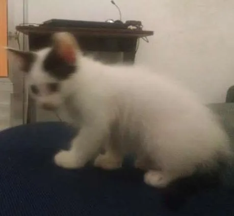 Gato ra a SRD idade 2 a 6 meses nome branquinha 