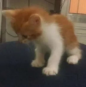 Gato raça SRD idade 2 a 6 meses nome Fujão
