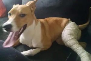 Cachorro raça SRD idade 1 ano nome Bonito
