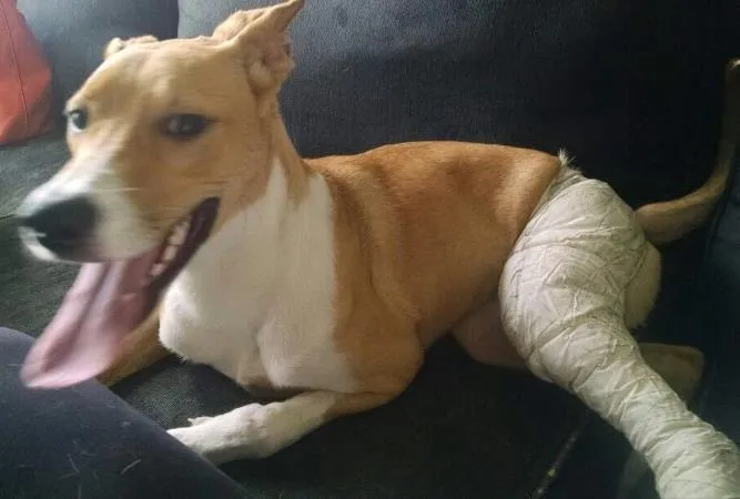Cachorro ra a SRD idade 1 ano nome Bonito