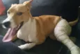 Bonito
