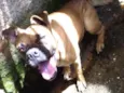 cãozinha