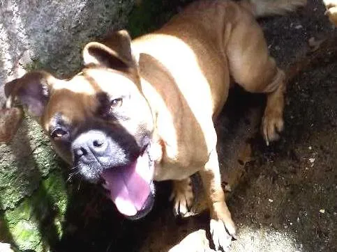 Cachorro ra a sem raça definida idade 4 anos nome cãozinha