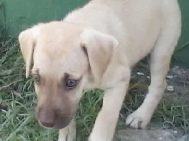 Cachorro raça SRD idade Abaixo de 2 meses nome SEM NOME
