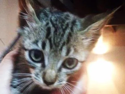 Gato raça Nao tem idade Abaixo de 2 meses nome Nao sei