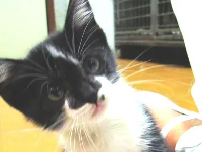 Gato raça vira lata idade 2 a 6 meses nome sem nome
